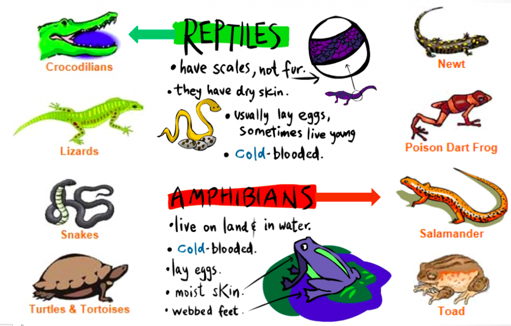 Reptile And Amphibian Study Mb Scout Troop 2319 Of Marietta Ga
